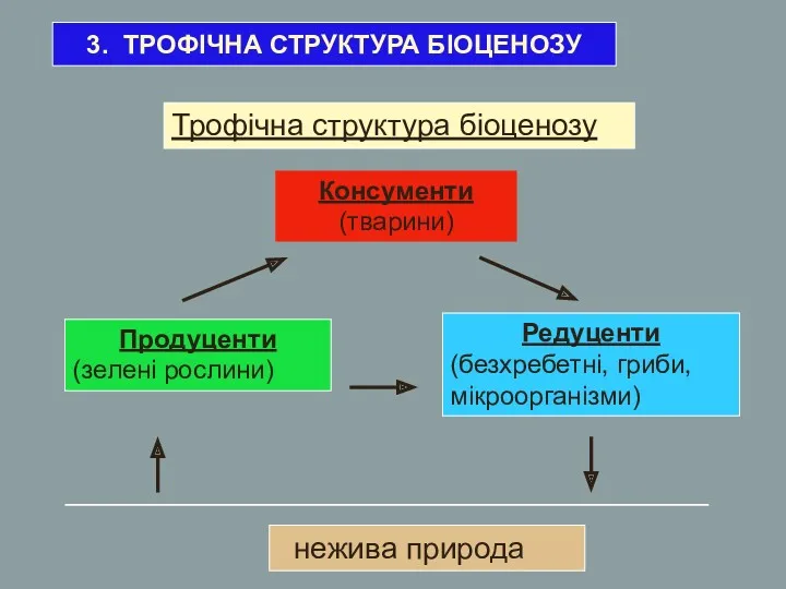 3. ТРОФІЧНА СТРУКТУРА БІОЦЕНОЗУ Продуценти (зелені рослини) Редуценти (безхребетні, гриби,