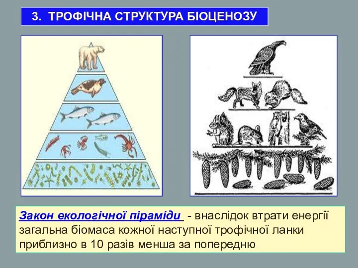 Закон екологічної піраміди - внаслідок втрати енергії загальна біомаса кожної