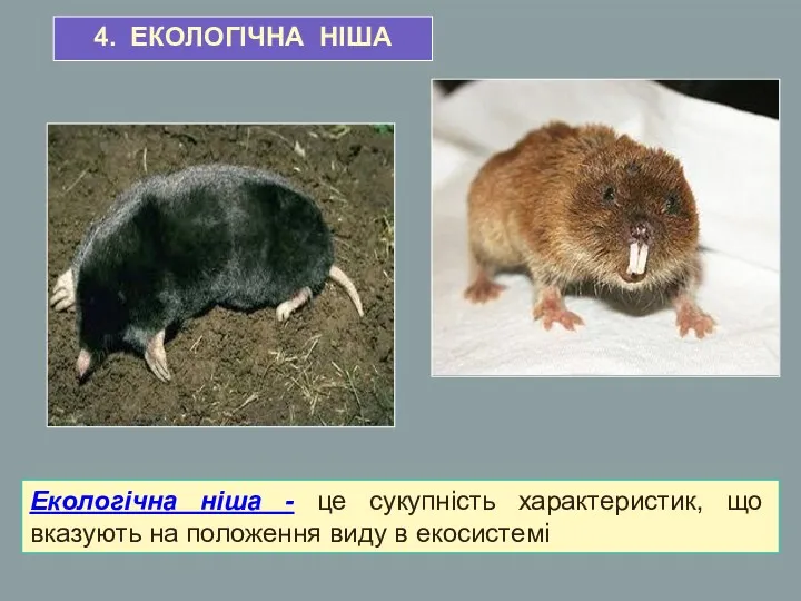 4. ЕКОЛОГІЧНА НІША Екологічна ніша - це сукупність характеристик, що вказують на положення виду в екосистемі