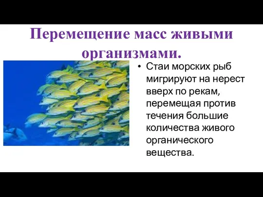 Перемещение масс живыми организмами. Стаи морских рыб мигрируют на нерест