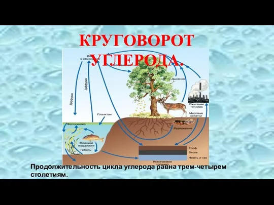 Продолжительность цикла углерода равна трем-четырем столетиям. КРУГОВОРОТ УГЛЕРОДА.