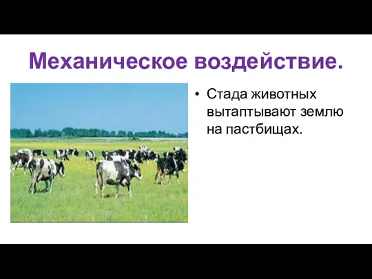 Механическое воздействие. Стада животных вытаптывают землю на пастбищах.