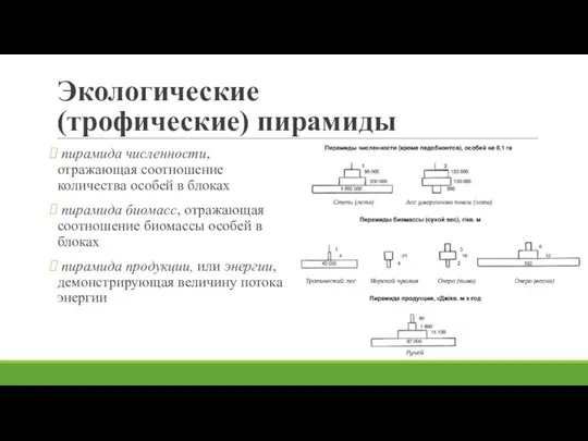 Экологические (трофические) пирамиды пирамида численности, отражающая соотношение количества особей в блоках пирамида биомасс,