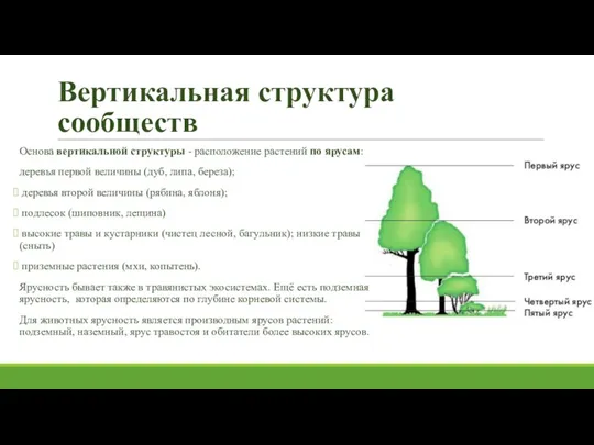 Вертикальная структура сообществ Основа вертикальной структуры - расположение растений по ярусам: деревья первой