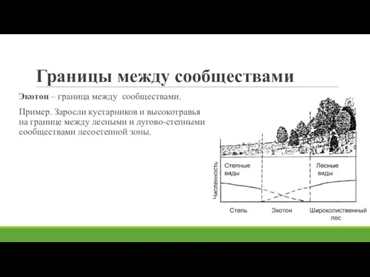 Границы между сообществами Экотон – граница между сообществами. Пример. Заросли кустарников и высокотравья