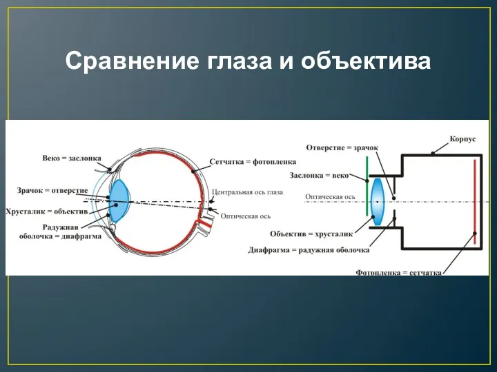 Сравнение глаза и объектива