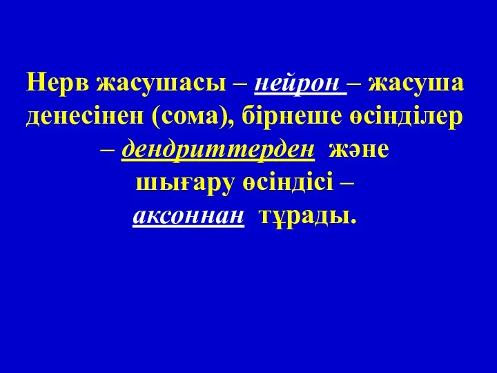 Нерв жасушасы – нейрон – жасуша денесінен (сома), бірнеше өсінділер