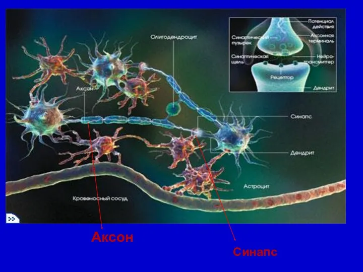 Синапс Аксон