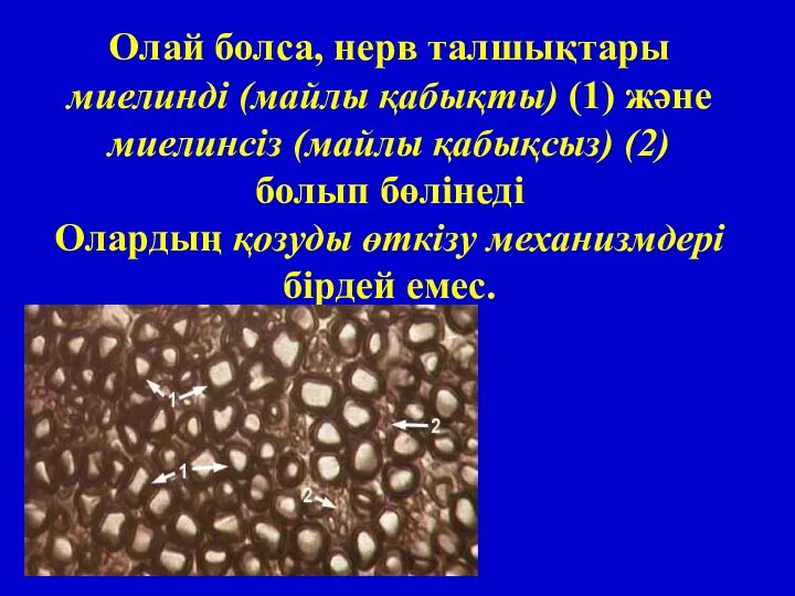 Олай болса, нерв талшықтары миелинді (майлы қабықты) (1) және миелинсіз