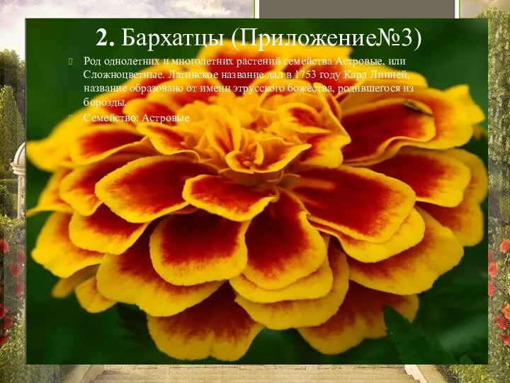 2. Бархатцы (Приложение№3) Род однолетних и многолетних растений семейства Астровые,