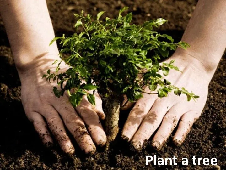 Plant a tree