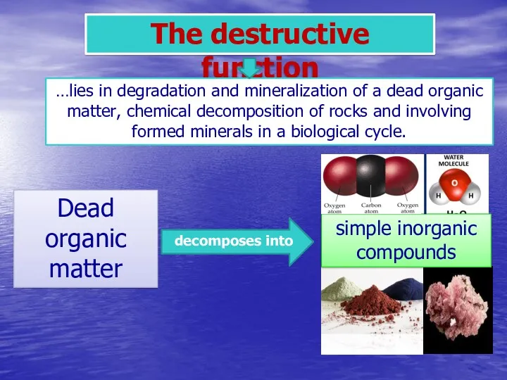 The destructive function …lies in degradation and mineralization of a