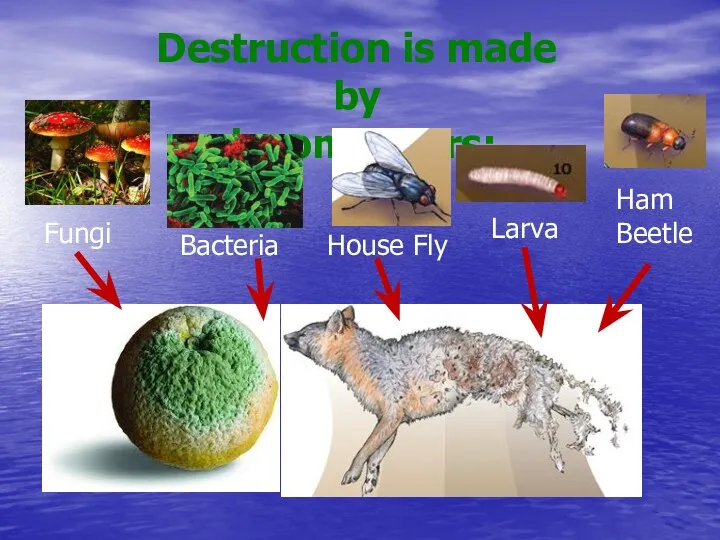 Destruction is made by decomposers: Fungi Bacteria House Fly Larva Ham Beetle