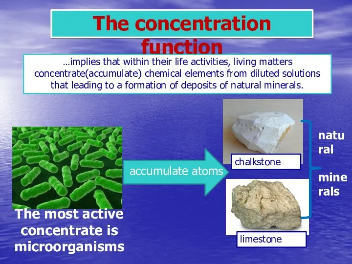 The concentration function …implies that within their life activities, living