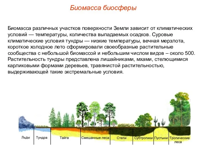 Биомасса биосферы Биомасса различных участков поверхности Земли зависит от климатических