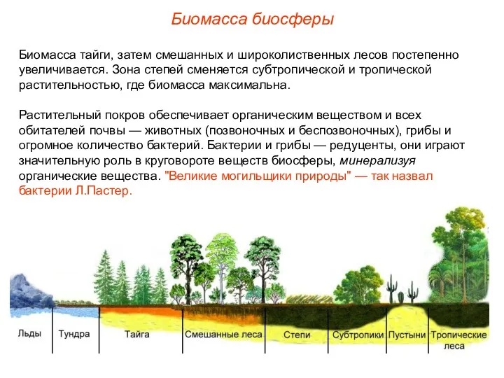 Биомасса биосферы Биомасса тайги, затем смешанных и широколиственных лесов постепенно