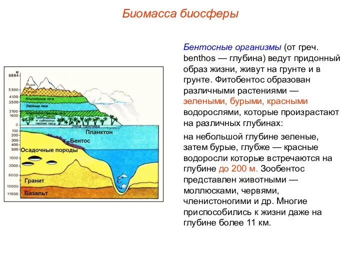 Биомасса биосферы Бентосные организмы (от греч. benthos — глубина) ведут