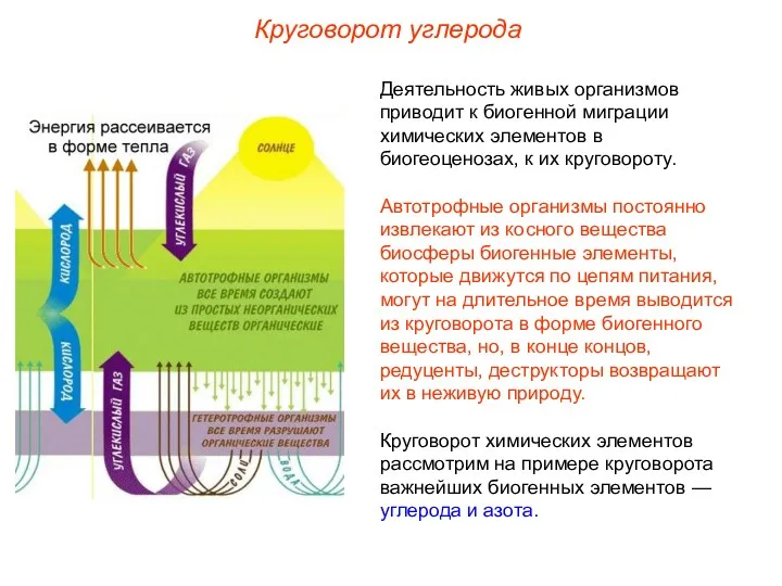 Деятельность живых организмов приводит к биогенной миграции химических элементов в