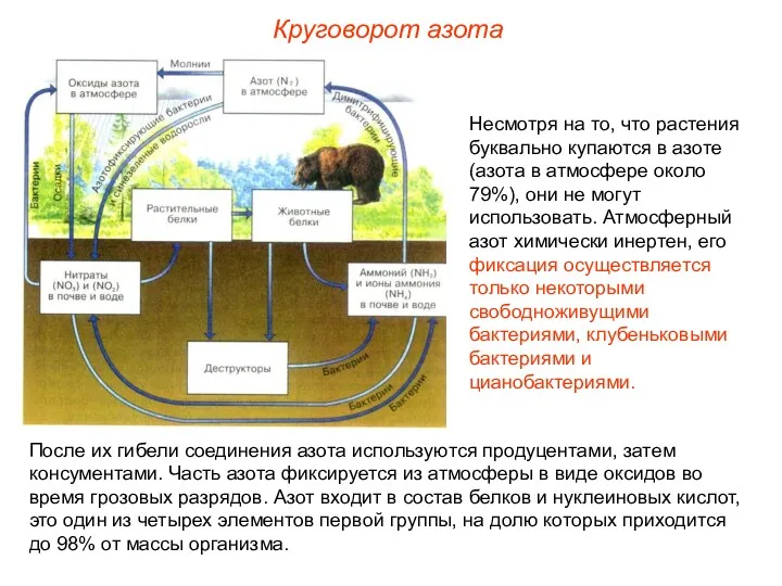 Несмотря на то, что растения буквально купаются в азоте (азота