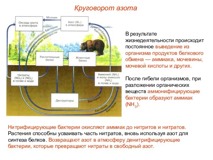 В результате жизнедеятельности происходит постоянное выведение из организма продуктов белкового