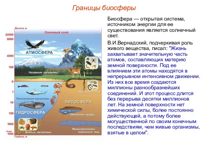 Границы биосферы Биосфера — открытая система, источником энергии для ее