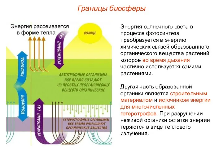 Границы биосферы Энергия солнечного света в процессе фотосинтеза преобразуется в