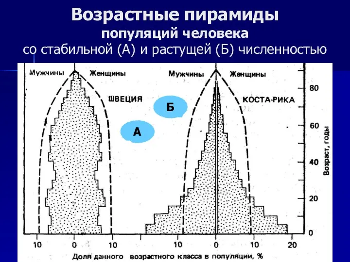 Возрастные пирамиды популяций человека со стабильной (А) и растущей (Б) численностью А Б