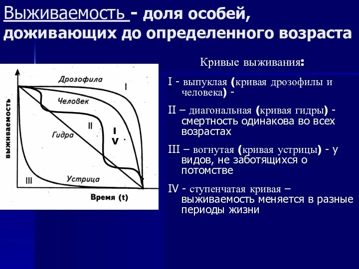 Выживаемость - доля особей, доживающих до определенного возраста I - выпуклая (кривая дрозофилы