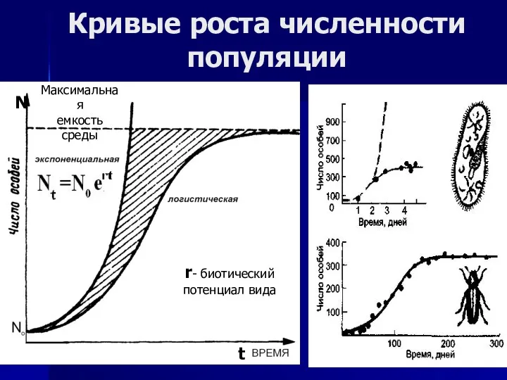 Кривые роста численности популяции Максимальная емкость среды N t r- биотический потенциал вида