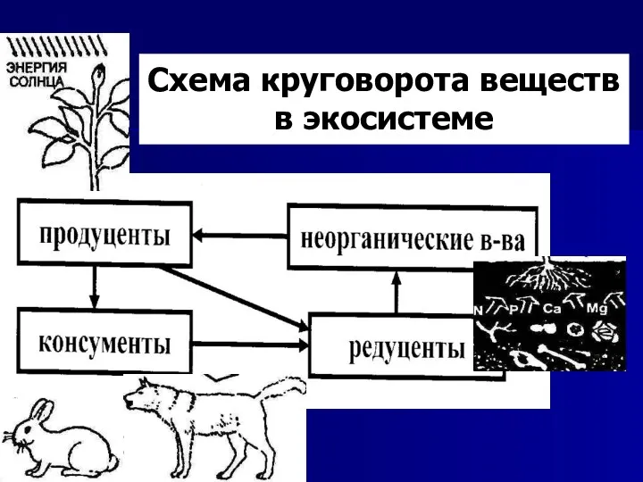 Схема круговорота веществ в экосистеме