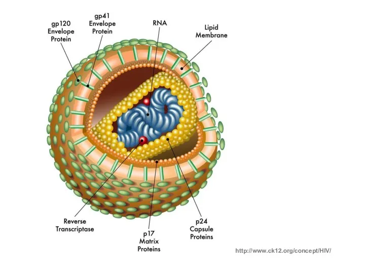 http://www.ck12.org/concept/HIV/