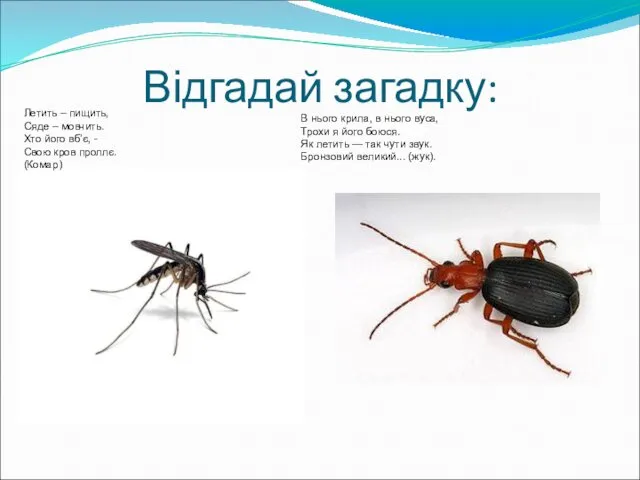 Відгадай загадку: Летить – пищить, Сяде – мовчить. Хто його