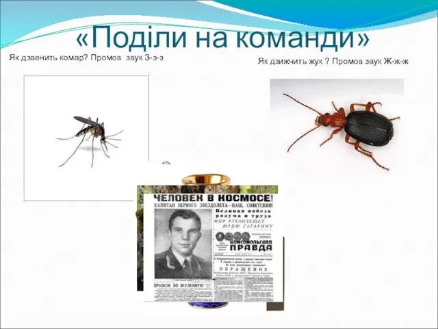 «Поділи на команди» Як дзвенить комар? Промов звук З-з-з Як дзижчить жук ? Промов звук Ж-ж-ж