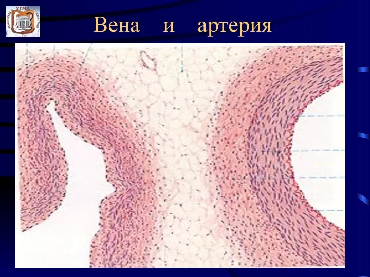 Вена и артерия