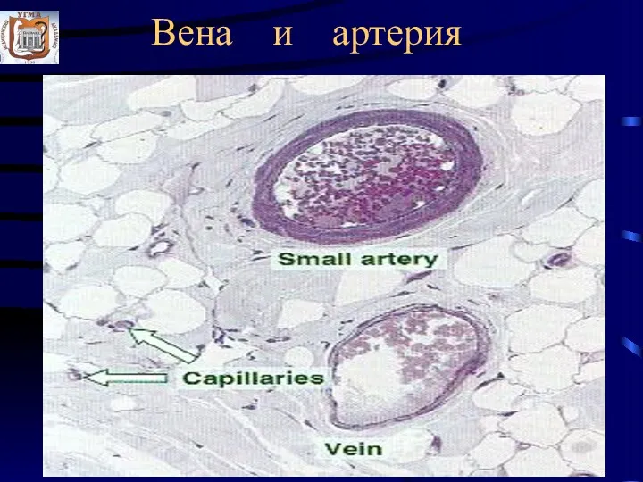 Вена и артерия