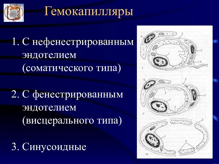 Гемокапилляры 1. С нефенестрированным эндотелием (соматического типа) 2. С фенестрированным эндотелием (висцерального типа) 3. Синусоидные