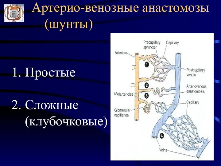 Артерио-венозные анастомозы (шунты) 1. Простые 2. Сложные (клубочковые)