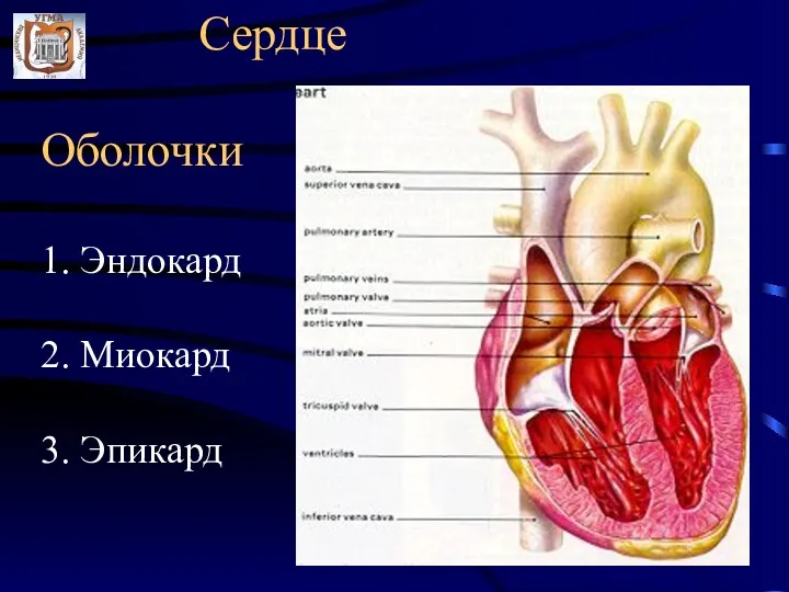 Сердце Оболочки 1. Эндокард 2. Миокард 3. Эпикард
