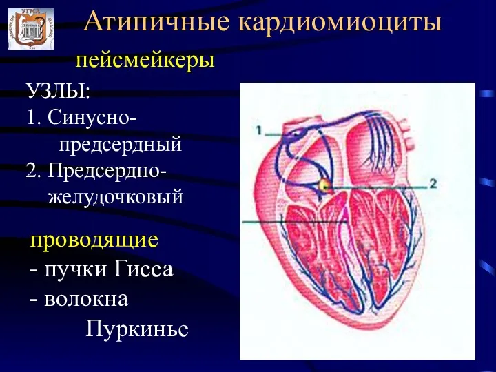 Атипичные кардиомиоциты пейсмейкеры проводящие - пучки Гисса - волокна Пуркинье УЗЛЫ: 1. Синусно-