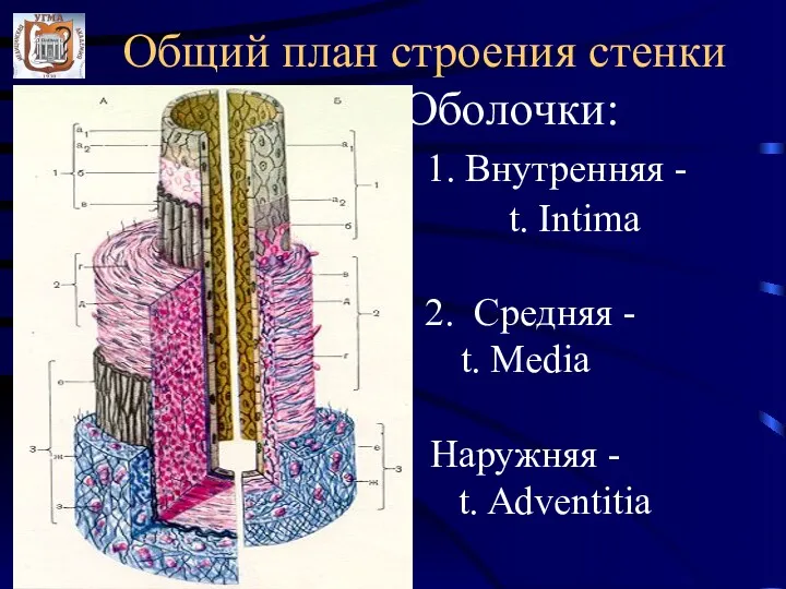 Общий план строения стенки Оболочки: 1. Внутренняя - t. Intima 2. Cредняя -