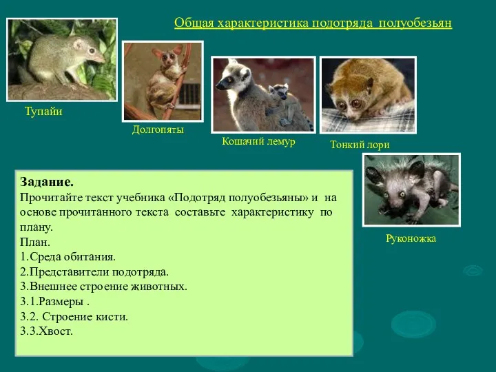 Общая характеристика подотряда полуобезьян Долгопяты Кошачий лемур Тонкий лори Руконожка