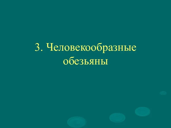 3. Человекообразные обезьяны