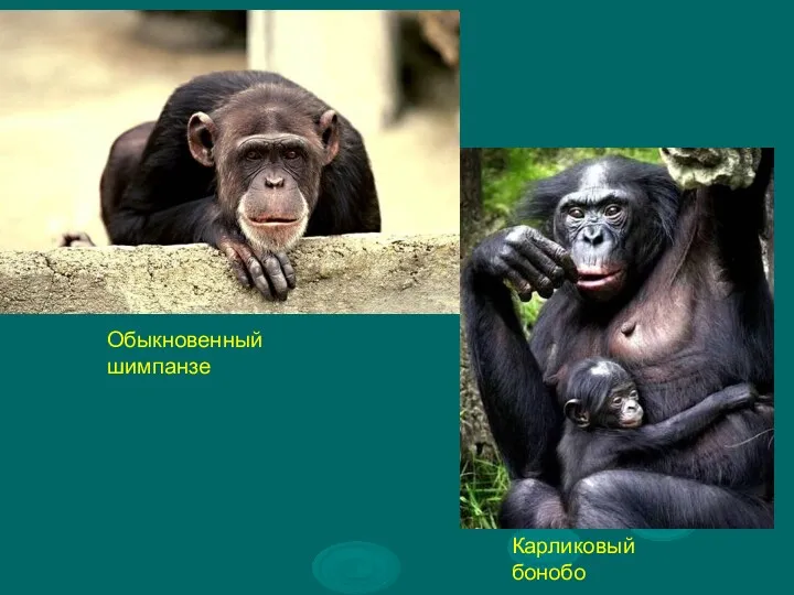 Обыкновенный шимпанзе Карликовый бонобо