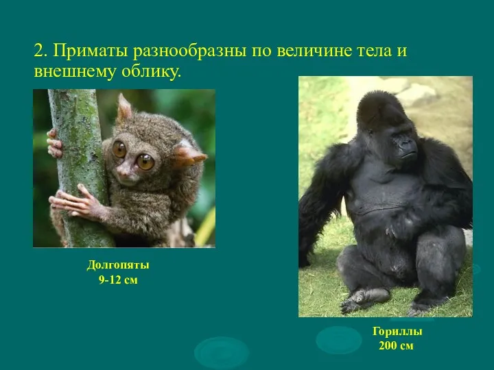 2. Приматы разнообразны по величине тела и внешнему облику. Долгопяты 9-12 см Гориллы 200 см