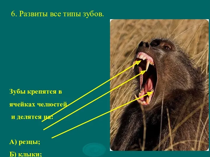 6. Развиты все типы зубов. Зубы крепятся в ячейках челюстей