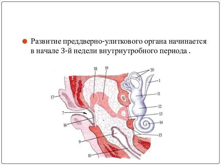 Развитие преддверно-улиткового органа начинается в начале 3-й недели внутриутробного периода .