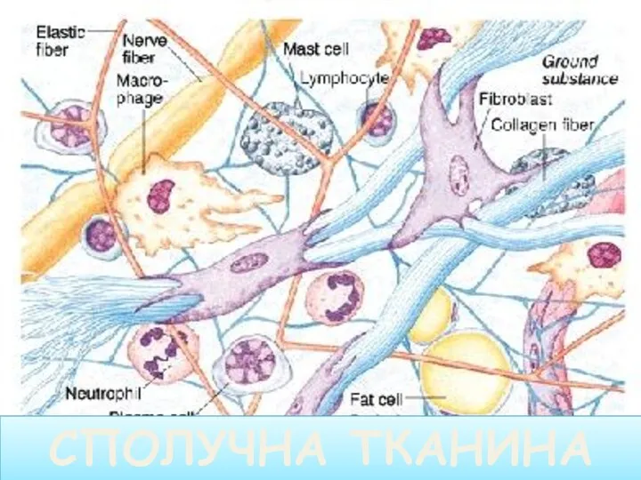 СПОЛУЧНА ТКАНИНА