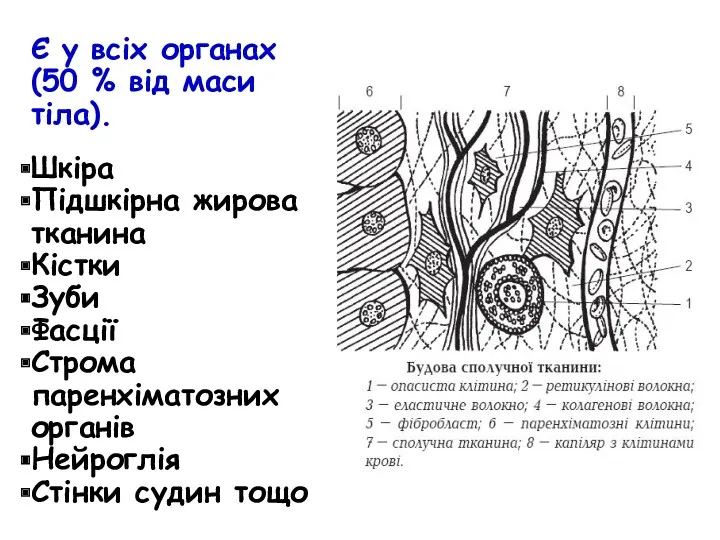 Є у всіх органах (50 % від маси тіла). Шкіра