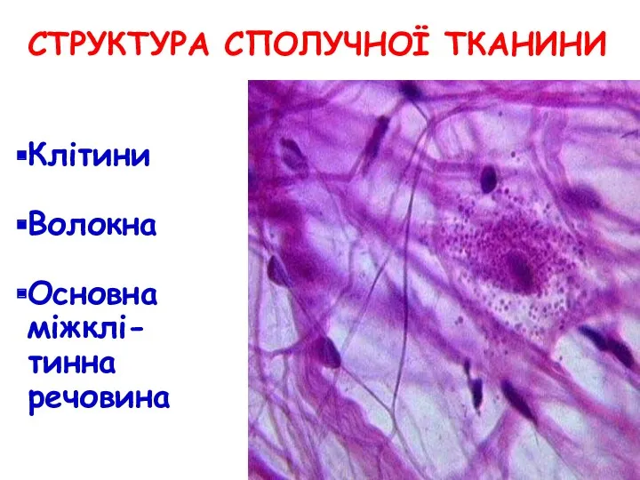 СТРУКТУРА СПОЛУЧНОЇ ТКАНИНИ Клітини Волокна Основна міжклі-тинна речовина