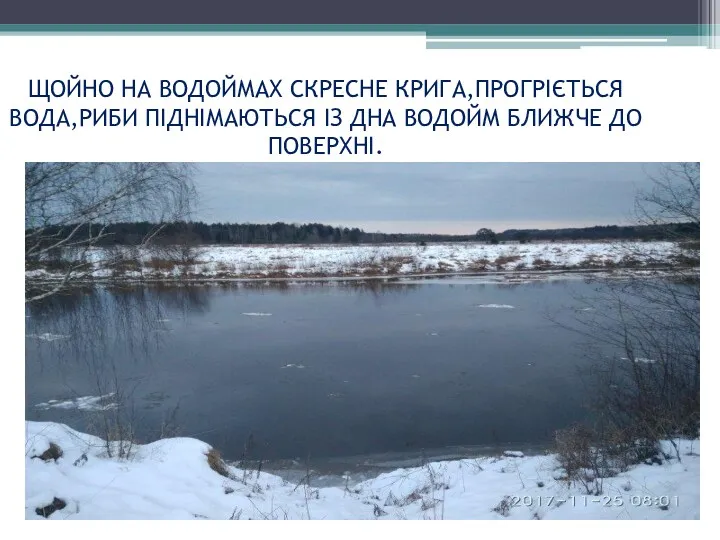 ЩОЙНО НА ВОДОЙМАХ СКРЕСНЕ КРИГА,ПРОГРІЄТЬСЯ ВОДА,РИБИ ПІДНІМАЮТЬСЯ ІЗ ДНА ВОДОЙМ БЛИЖЧЕ ДО ПОВЕРХНІ.